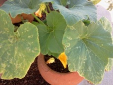 Small Pot Pumpkin Plants for Halloween by The Year of Halloween