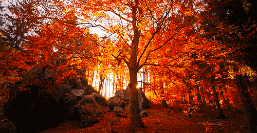 fall-leaves-autumn-gif-1.gif